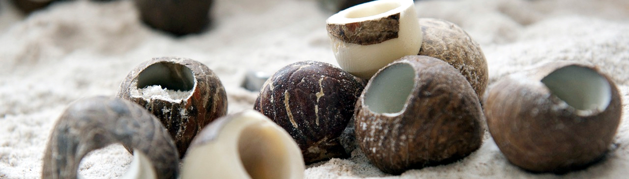 Equateur Graine de Tagua